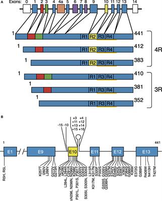 Tau Filaments and the Development of Positron Emission Tomography Tracers